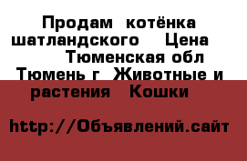 Продам  котёнка шатландского  › Цена ­ 3 000 - Тюменская обл., Тюмень г. Животные и растения » Кошки   